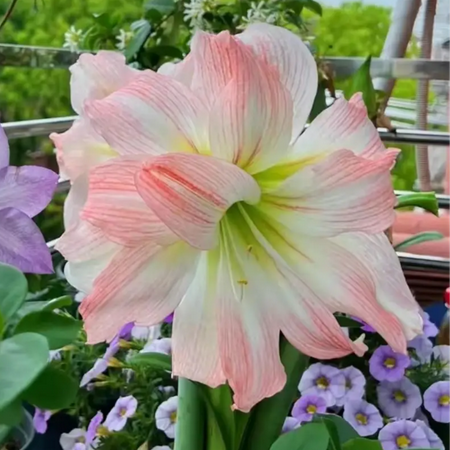 

Amaryllis bulbs Home Garden Decoration Bright for Planting Perennials Bulbs for Planting Pots to Grow