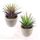 thumbnail image 4 of FENGGUIQU 2Ud Suculentas Artificiales Pequeñas Para Decorativa En Diferentes Espacios Del Hogar, 4 of 8