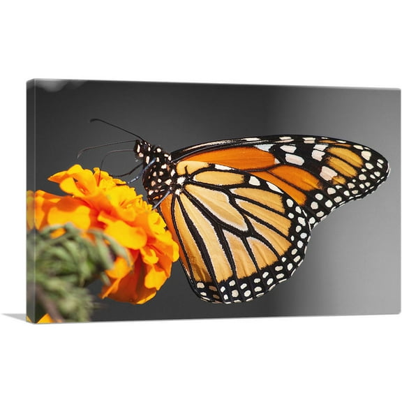 ARTCANVAS Orange Butterfly On Orange Flower Canvas Art Print - Size: 26" x 18" (0.75" Deep)