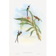 thumbnail image 2 of Gould, John 13x18 Gold Ornate Wood Framed with Double Matting Museum Art Print Titled - Tharmastura enicura-Slender Shear-Tail, 2 of 4