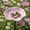 27#Pink, variant on Glazed Ceramic Pollinator Waterer with Stake, Floral Helpful Insect Bird Feeder, Weatherproof Outdoor Garden Bath Yard Ornament, Shallow Tray for Bees Butterflies Hummingbirds
