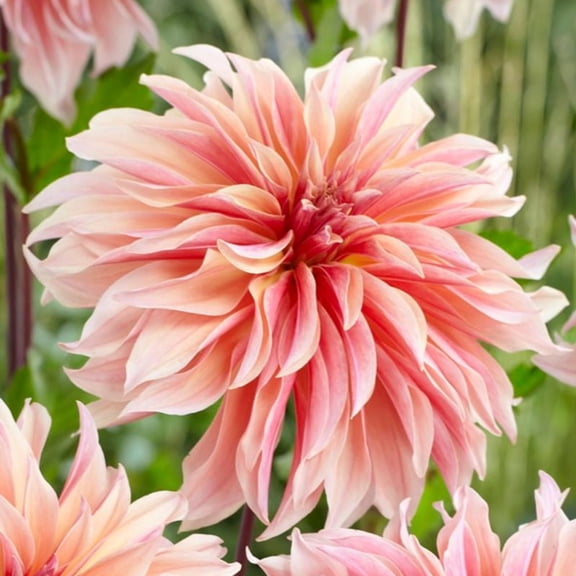 Labyrinth Decorative Dahlia Flower Bulbs - 3 Tubers per Pack - Deer Resistant - Good as Cut Flowers - Grows Well In Containers - Easy to Grow Live Plants - Outdoor Garden