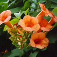 thumbnail image 3 of Trumpet Creeper SeedsITSC&nbsp;Campsis Radicans Attract Hummingbirds, Bees, and Butterflies Low Maintenance Fast Growing Deciduous Vine Trellis Outdoor Arbor 25Pcs Flower Seeds by YEGAOL Garden, 3 of 3
