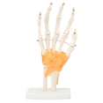 thumbnail image 2 of Modelo De Mano, Modelo De Pantalla De Articulación De Mano Vívida Detalles Claros Para La Enseñanza De La Escuela De Medicina Anggrek Hand Finger Joint Model, 2 of 8