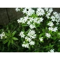 thumbnail image 3 of 20 Graines d'Asperule Galium Odoratum Boisson Douce Fleur Blanche, 3 of 4