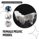 thumbnail image 5 of Life Size Female Pelvis Model, Hip Model - Female Anatomy Model, Hip Bone Pelvic Model Female Anatom, 5 of 5