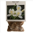 thumbnail image 2 of Live White Ginger Plant Root 1 Pk (Root 2"-4") Partial Shade, 2 of 7