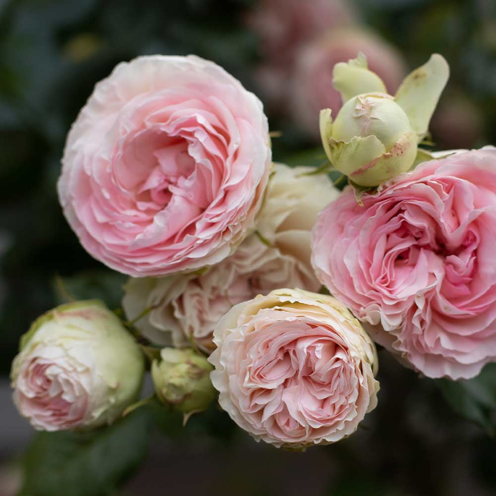 Heirloom Roses Eden® Climbing Plant 10' Pink Climbing Rose Live Plants in 1 Gallon Container