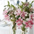 thumbnail image 4 of Lilium Oriental Roselily Isabella 3 Flower Bulbs - Summer Pink Pollen-Free Blooms in Sun, 4 of 4