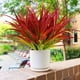 thumbnail image 4 of Wosthever Plantas artificiales degradables de 2 piezas, plantas de plástico ecológicas para un estilo de vida ecológico y sostenible Decoración Rojo, 4 of 6
