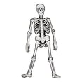 thumbnail image 1 of Figura Esqueleto Para Armar La Huesuda Día De Muertos, 1 of 4