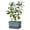 Blue, variant on BUZZY Seeds Charly Chili Self-Watering Planter with Vertical Trellis – 1.2 Gal Reservoir, Large Capacity Planter for Chili Peppers, Bell Peppers & Eggplants (Green)
