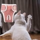 thumbnail image 1 of Pañal para perros Pantalones fisiológicos Ropa interior sanitaria para perros hembra (Rojo L) Ndcxsfigh Para estrenar, 1 of 8