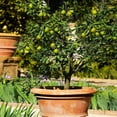 thumbnail image 5 of ⭐ Gardenera Labs's Premium Lime Soil Mix - Fast-Draining Potting Soil for Growing and Repotting Citrus Aurantifolia 🍋🌿 - 5 QUART, 5 of 7