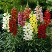 Expert Gardener No Shade Pint Snapdragon