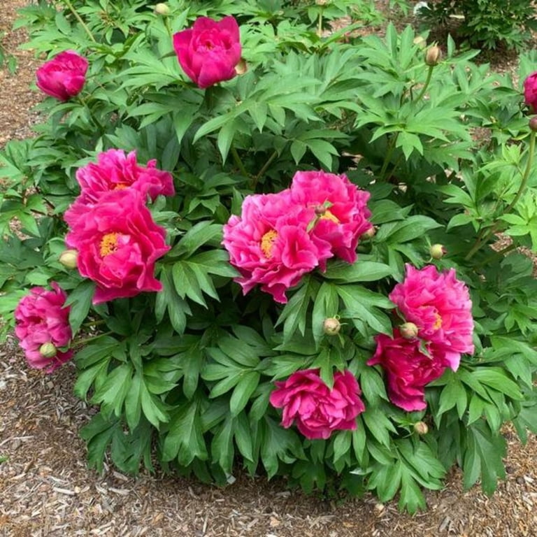Expert Gardener 12-18
