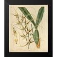 thumbnail image 2 of Curtis, William 20x24 Black Modern Framed Museum Art Print Titled - Orchid, Brassia Caudata, 2 of 5