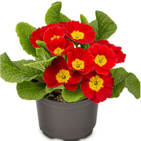 Primrose Red Plant Live for Planting, Primula Vulgaris Plant for Home Garden in 4 Inch Pot