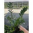 thumbnail image 3 of ZZ Plant, Zamioculcas zamiifolia 6" Pot, Very Large Healthy aroid Palm, Eternity Plant, 3 of 5