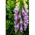 thumbnail image 2 of Haney, Chuck 13x18 White Modern Wood Framed Museum Art Print Titled - Foxglove in Somesville-Maine-USA, 2 of 4
