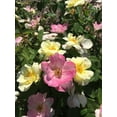 thumbnail image 6 of Bloomin Easy 2 gal Rose Peach Lemonade Live Shrubs, 6 of 9