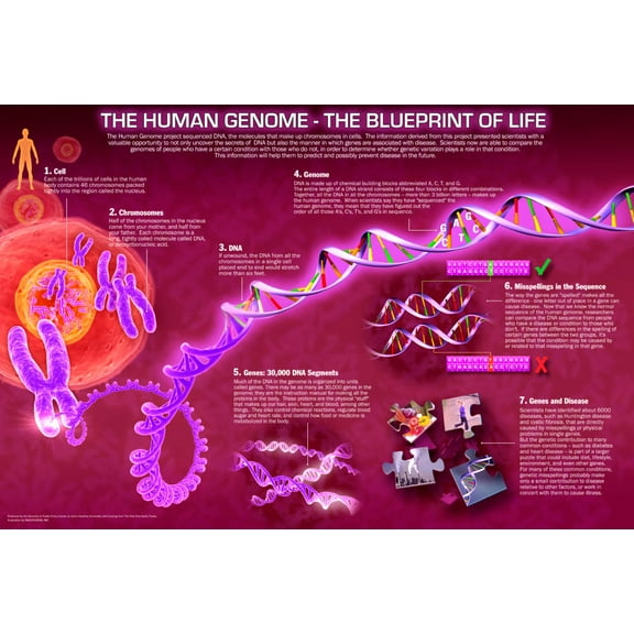 Human Genome Poster Blueprint Of Life 24inx36in Art Poster 24x36 Square Adults Poster Time