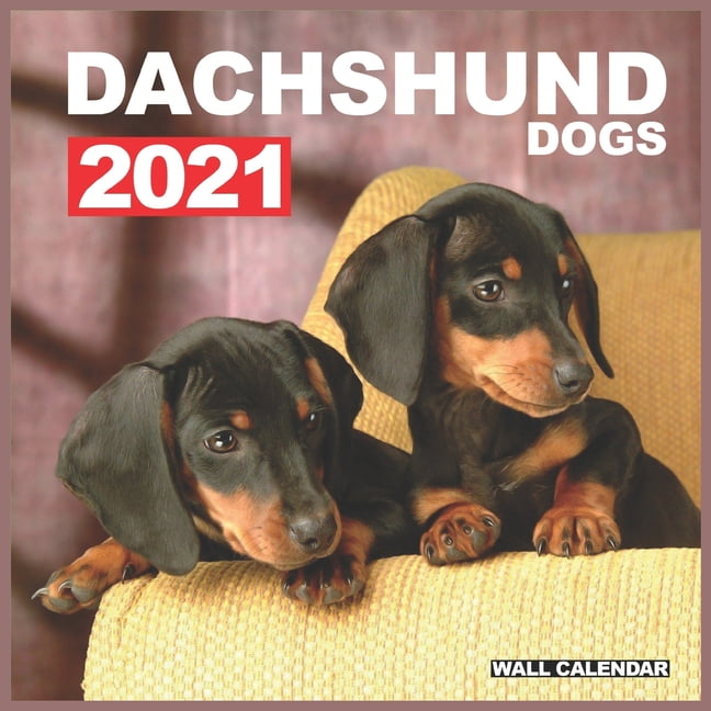 Dachshund Dogs 2021 Wall Calendar : Cute Dachshund Photos Monthly Dachshund Dogs 2021 Wall Calendar : Cute Dachshund Photos Monthly