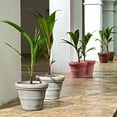 thumbnail image 2 of Crescent Garden Brunello - Classic Rolled Rim Planter, Weather-safe Plastic Pot, Parchment 14", 2 of 6
