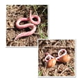 thumbnail image 3 of 4 piezas de simulación de crecimiento de lombrices de tierra, modelo de ciclo de crecimiento animal, modelo biológico, simulación de crecimiento, juguetes educativos científicos, 3 of 6