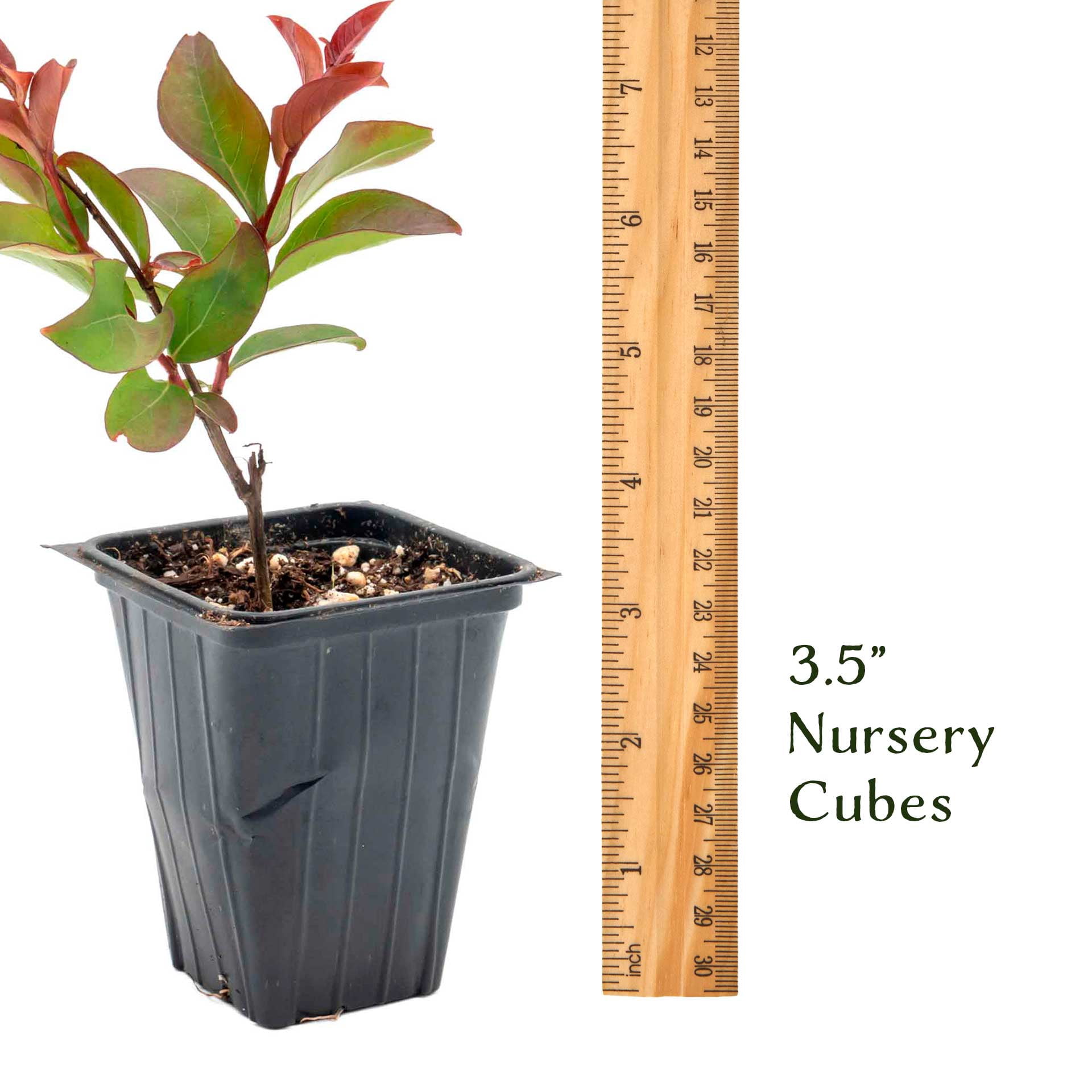 2 Red Rocket Crape Myrtle Trees – Fast-Growing Cherry-Red Flowering Tree for Hedges, Screens & Accents (Lagerstroemia indica ‘Red Rocket’) in 3.5″ Cubes, Live Plants