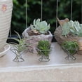 thumbnail image 4 of Pack 5 Air Plant Holder Air Plants Holders Display, Silver, 4 of 5