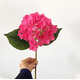 thumbnail image 1 of Nvzi 3 hortensias artificiales, flores falsas, flores artificiales para decoración de bodas., 1 of 5