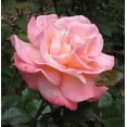 thumbnail image 1 of 5 PINK ROSE Rosa Bush Shrub Perennial Flower Seeds, 1 of 6