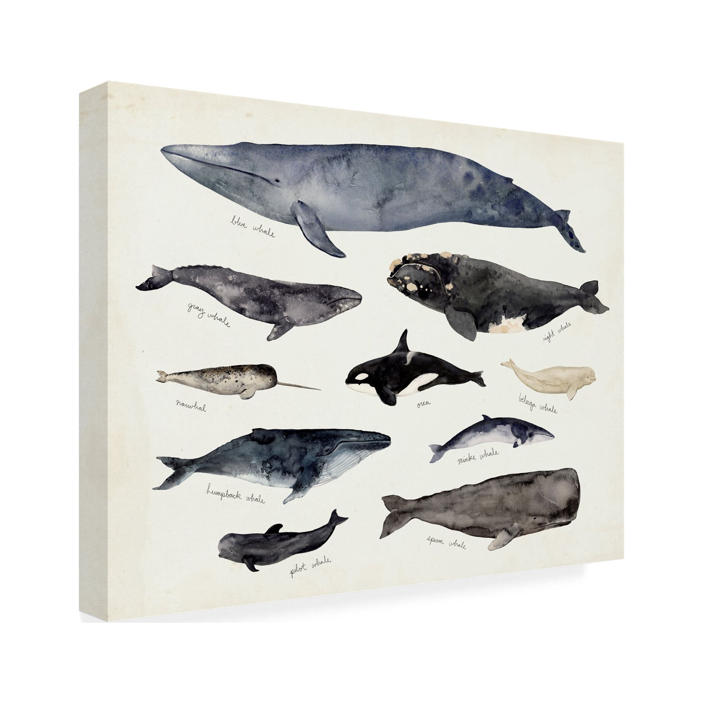 Victoria Barnes 'Whale Chart III' Canvas Art