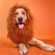 thumbnail image 5 of Disfraz de melena de león para perros y gatos medianos a grandes, ajustable, realista, divertida, peluca de melena de león con orejas, ropa para Halloween, cosplay, fiesta, vacaciones (oscuro) BRI Rojo Verde, 5 of 5