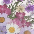 thumbnail image 3 of Paquete Múltiple Hermosas Flores Secas de Flores das Reales para Arte, Manualidades, álbumes de Recortes, Resina, Joyería, Fabricación de do Macarena Flores secas prensadas naturales, 3 of 6
