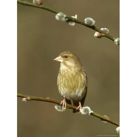 Greenfinch, Female on Pussy Willow, S. Yorkshire Print Wall Art By Mark