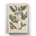thumbnail image 1 of Catesby Butterfly Wrapped Canvas -Mark Catesby Designs,, 1 of 3