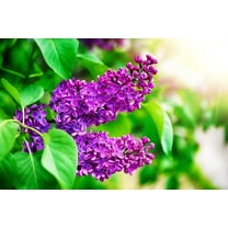 Purple Lilac Seeds for Planting - 25 Pcs Seeds - Stunning Purple Flowers, Great for Landscaping or Bonsai