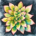 thumbnail image 2 of Zarris, Chariklia 20x20 Gold Ornate Wood Framed with Double Matting Museum Art Print Titled - Succulent Rosette IV, 2 of 4