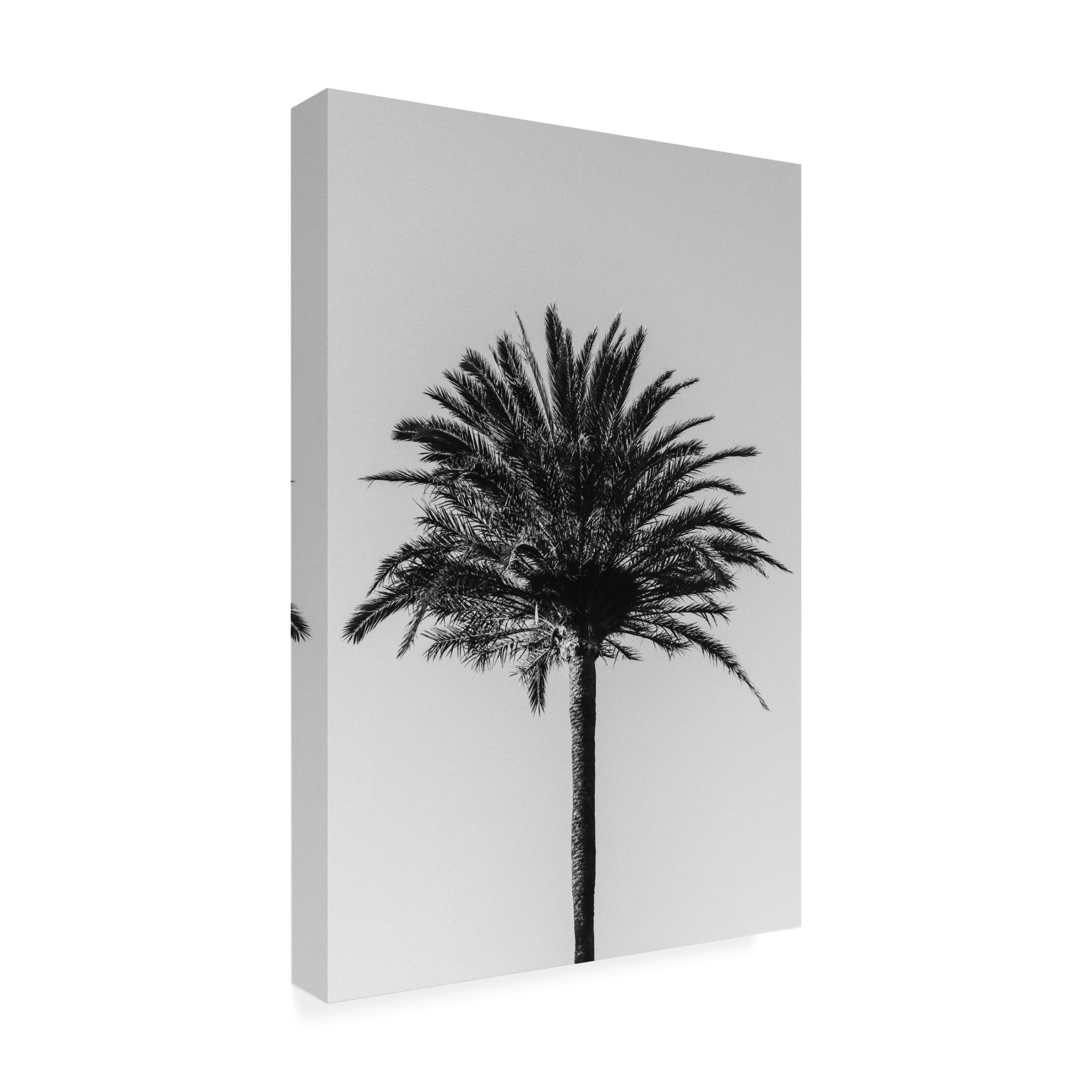Pictufy Studio III 'Palm 3' Canvas Art - 16 x 24 Inches