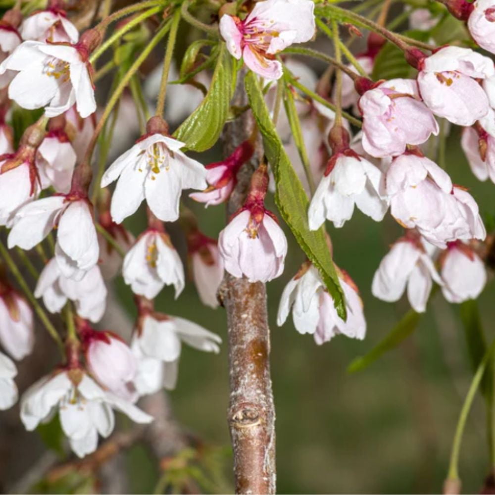 Expert Gardener 2-3 ft tall Weeping Yoshino White Flowering Cherry Live Tree in 5-Gallon Grower Pot