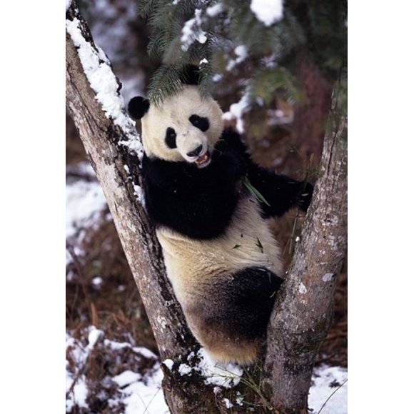 China, Giant Panda Bear, Wolong Nature Reserve Poster Print by Charles Crust (24 x 35)