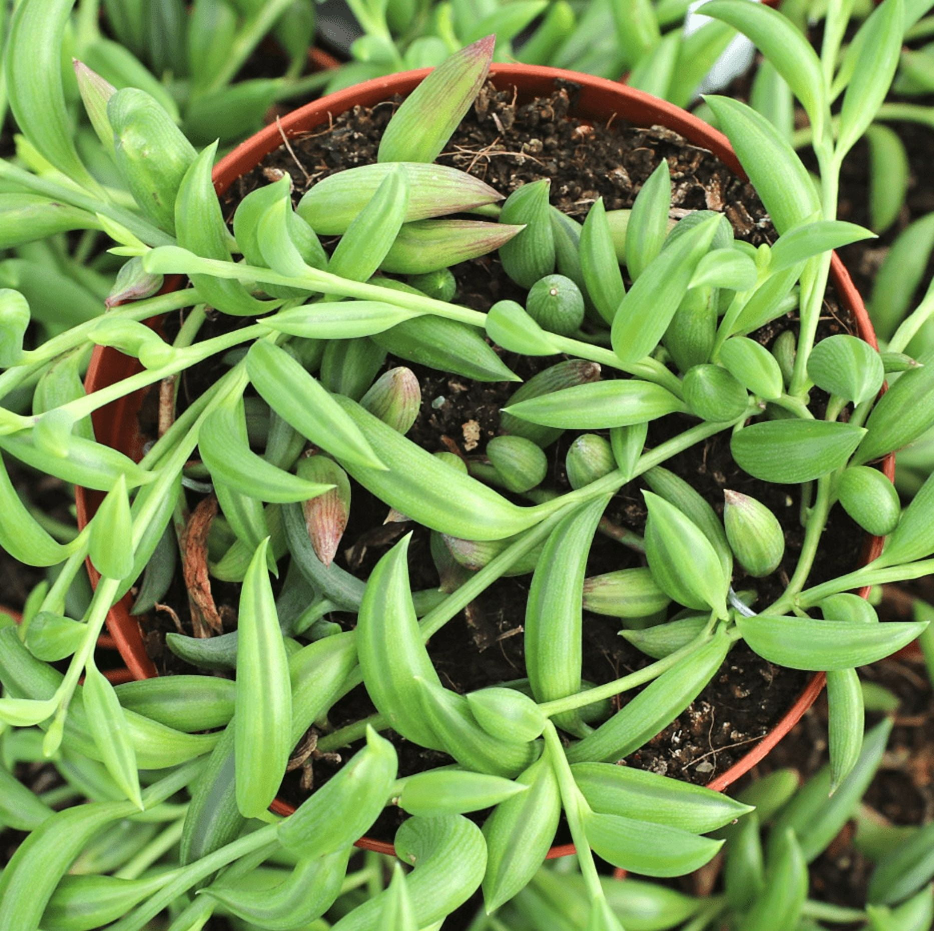 String Of Bananas Plant Live for Planting - Banana Vine Plant - Trailing Succulent Plant for Indoor Outdoor in 4 Inch Pot