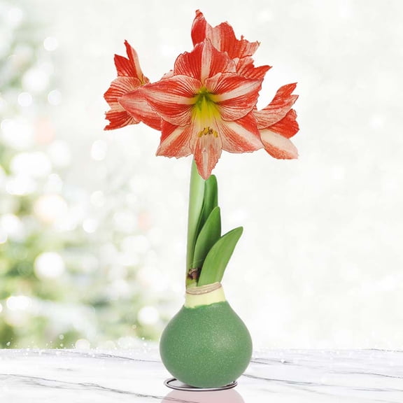 Holiday Traditions Opal Star Waxed Amaryllis Flower Bulb with Stand, No Water Needed
