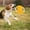 Yellow, variant on Ovzne Cloth Rope Pet Flying Disc – Soft, Durable Safe Dog Toy For All Breeds