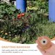 thumbnail image 2 of Cinta autoadhesiva de plástico para injertos de jardinería, 3 rollos, para árboles frutales., 2 of 6