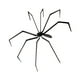 thumbnail image 2 of Decoración de araña de Halloween, adorno, aterrador, accesorio decorativo, juguete de animal realista para pared interior y exterior, patio, porche,, 2 of 8