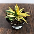 thumbnail image 4 of MicroStarts Live Half-Moon Agave - 1 Succulent Plants in 4 inch pot, 4 of 5