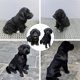 thumbnail image 3 of Realistic Black Dog Puppy Pet Plush Simulation Stuffed Animal Cuddly Doll T oy, 3 of 5
